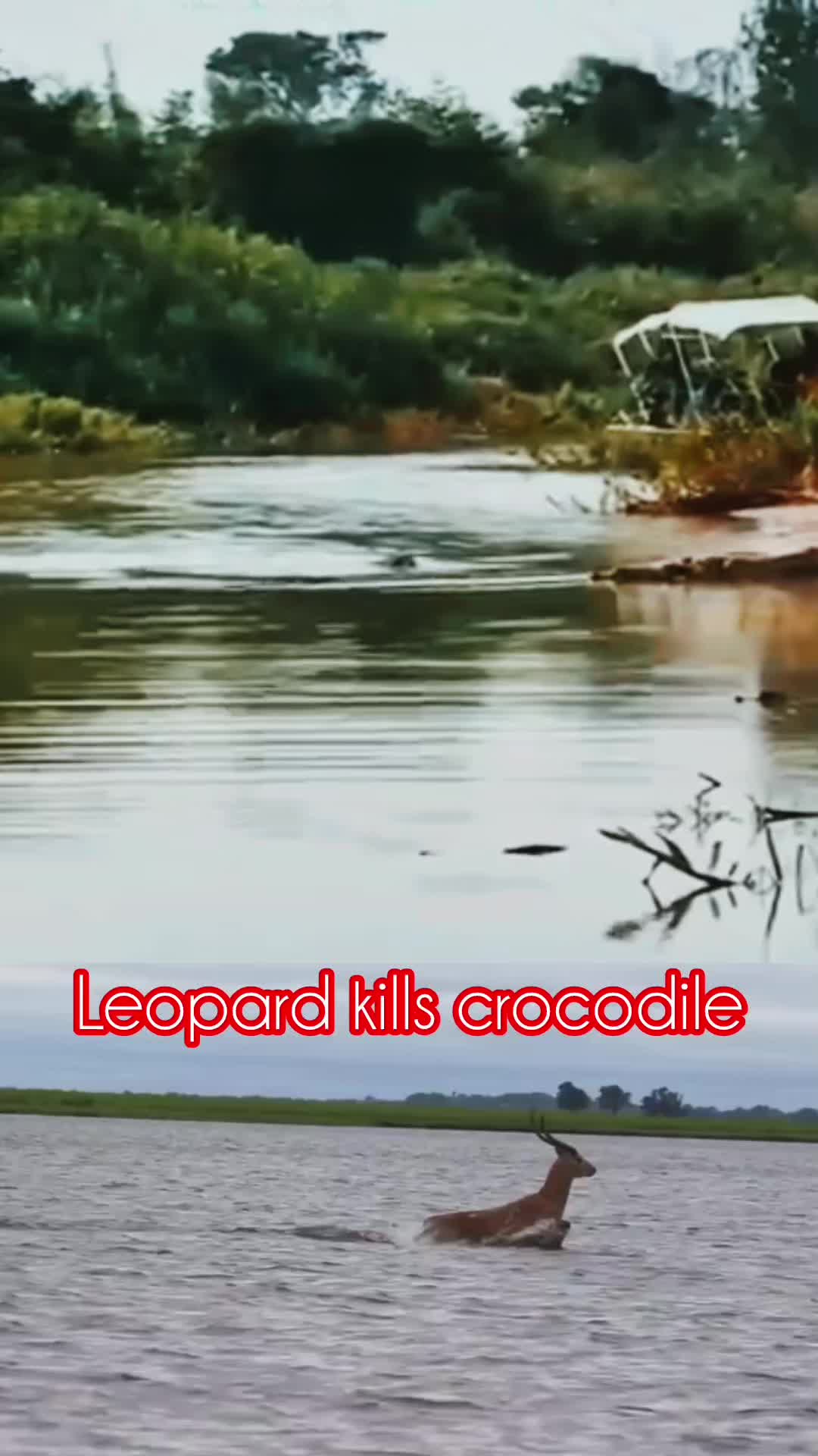 @animal9