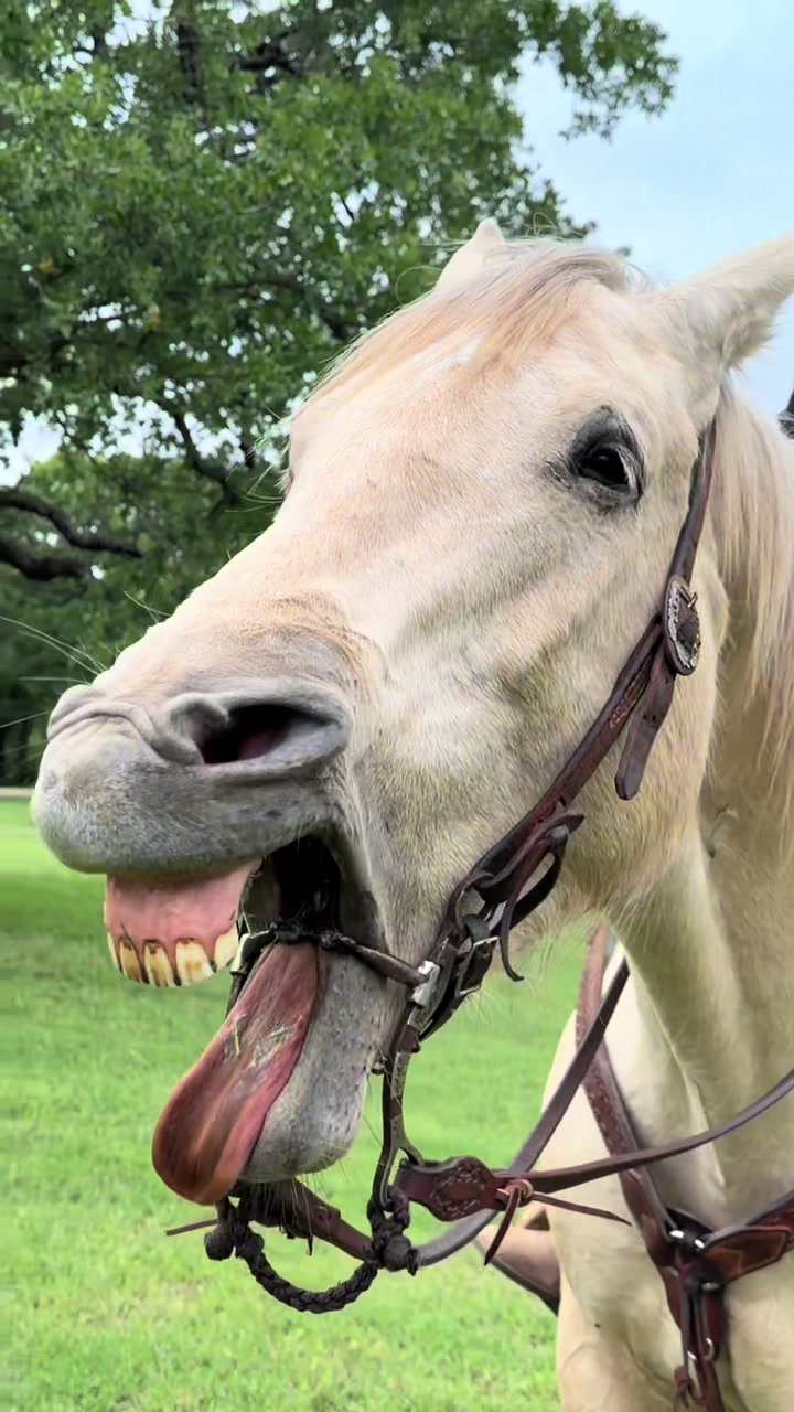 @haley&horses