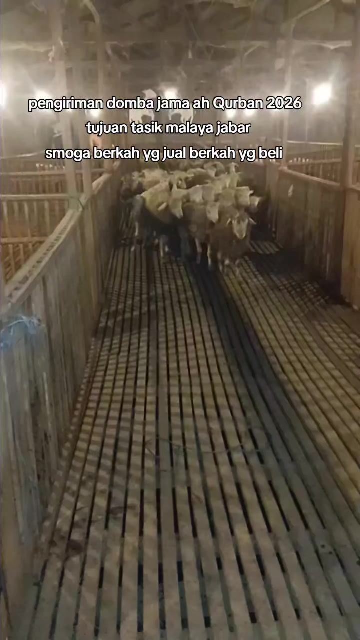 @SDM sarang Domba mayang
