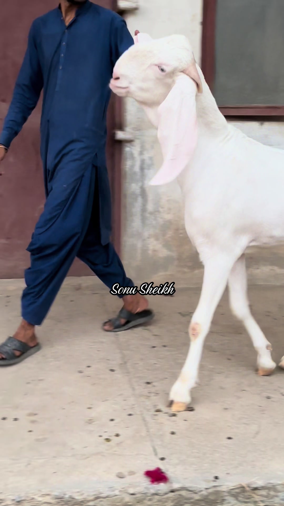 @Sheikh Goat & Cattle Farm