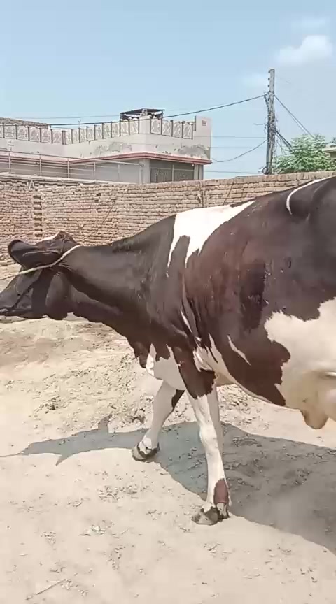 @Usmandairyfarmlayyah