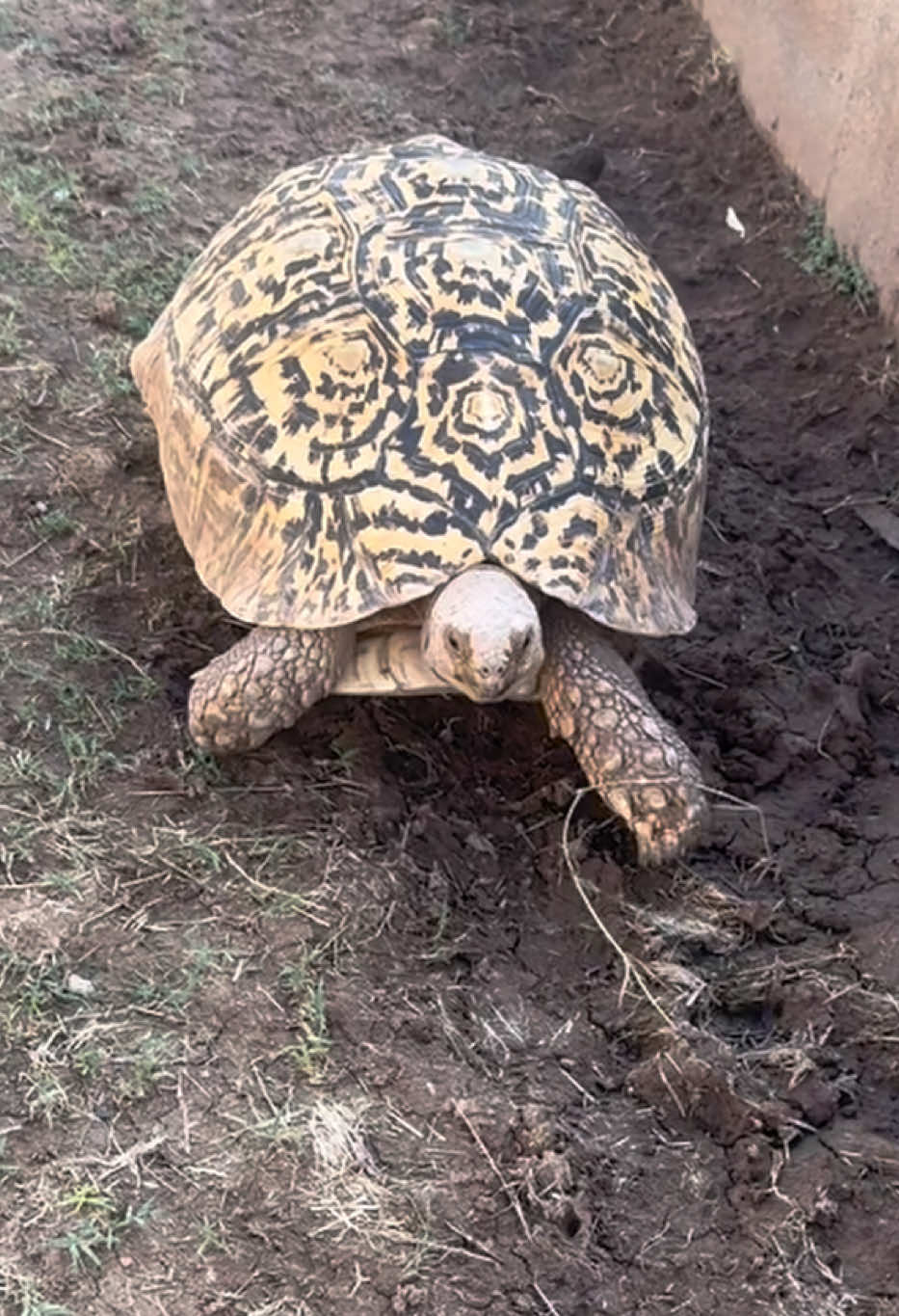 @Western State Tortoise