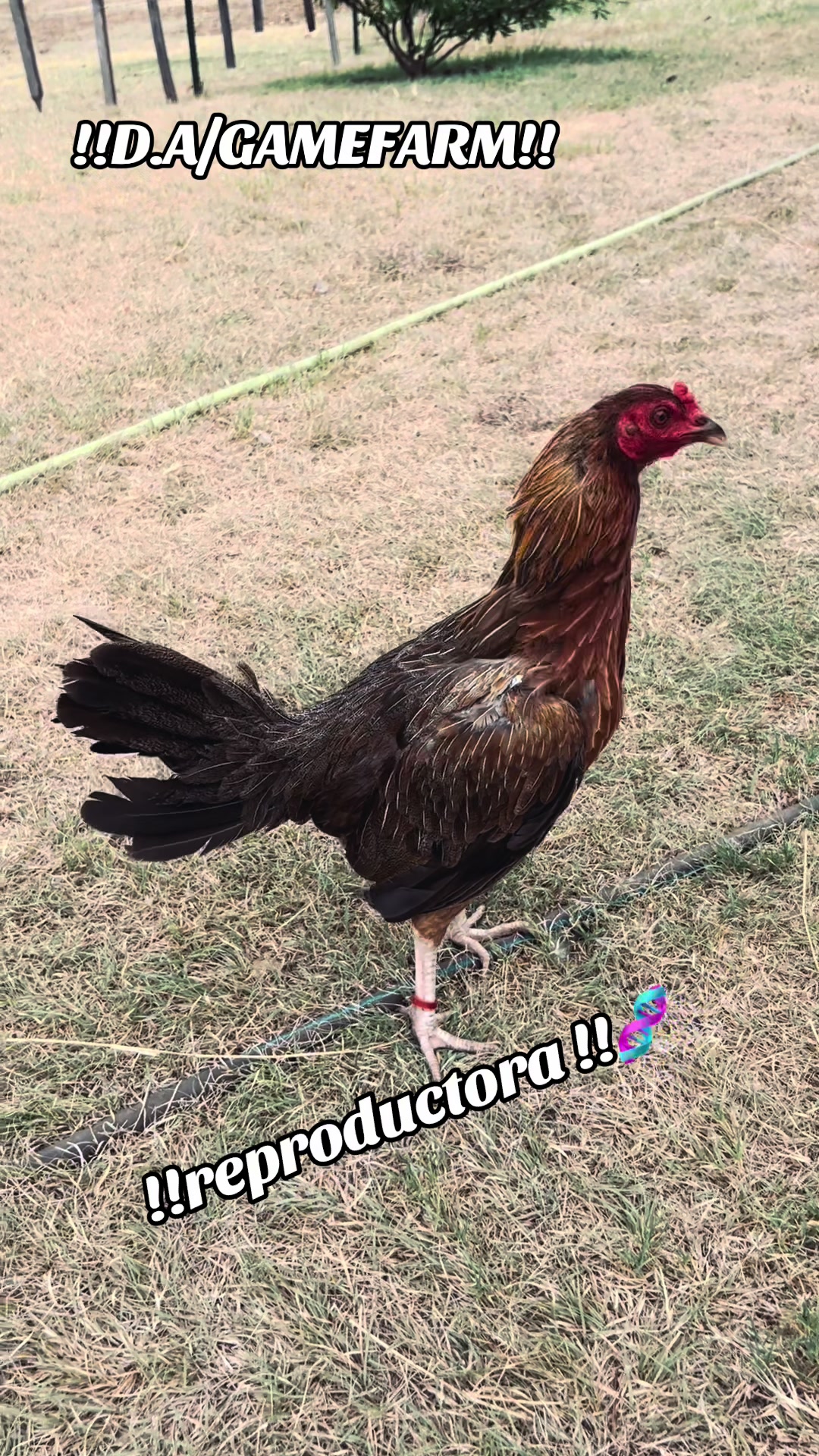 @DAgamefarm
