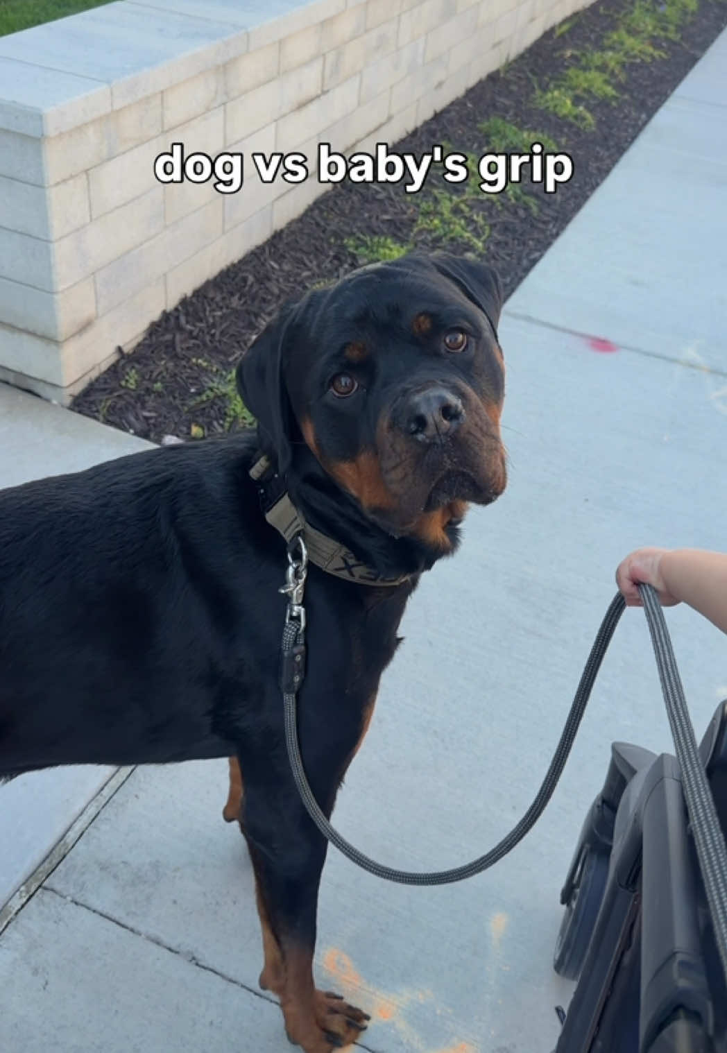 @Rex the Rottweiler