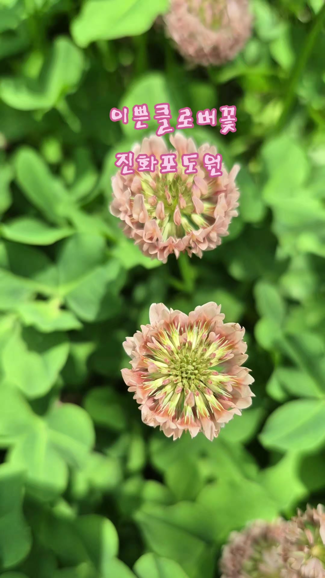 @진화포도원