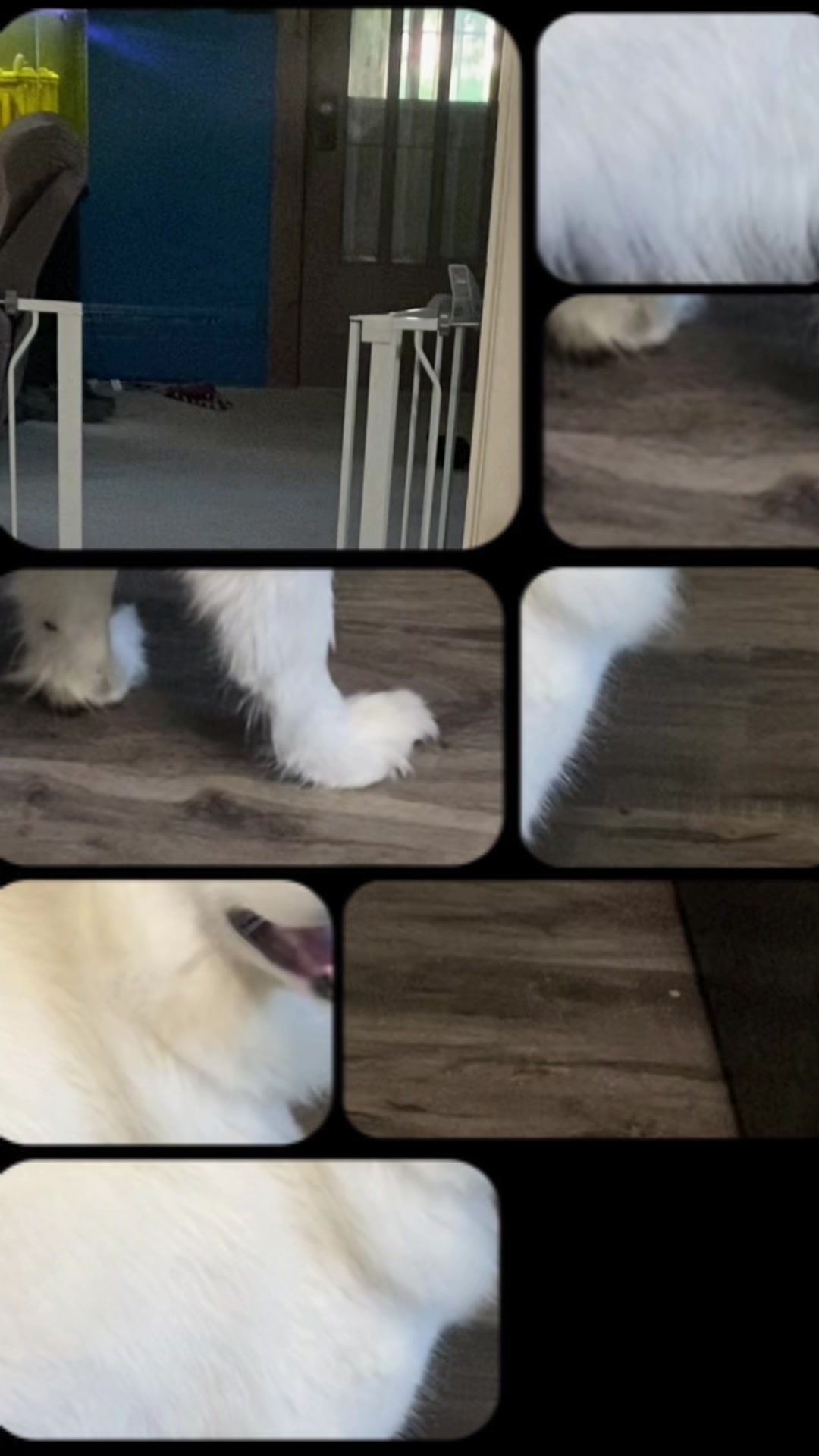 @TheStoner&rsquo;s_Samoyedsfamily