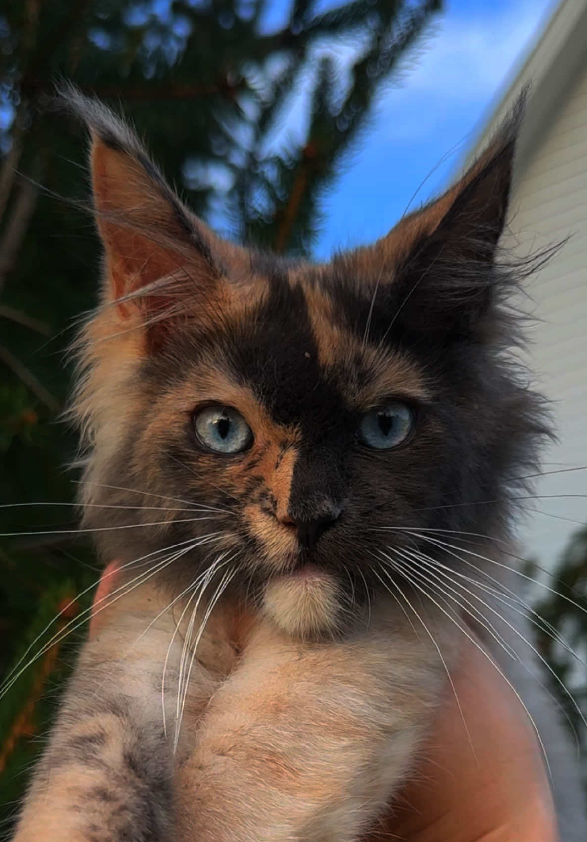 @Mossy&ensp;Cottage&ensp;Maine&ensp;Coons&ensp;🌙