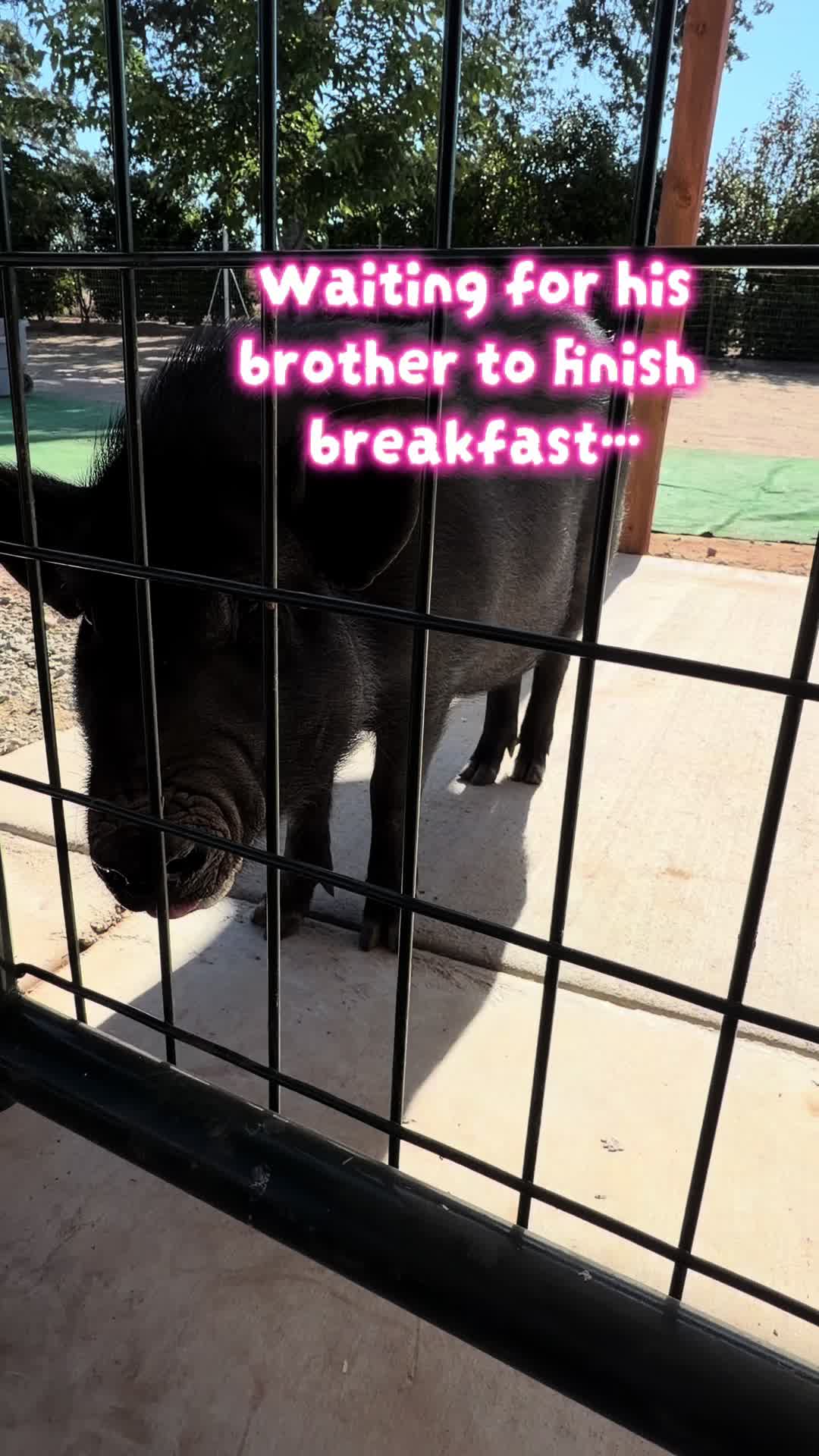 @Pig Luv Co