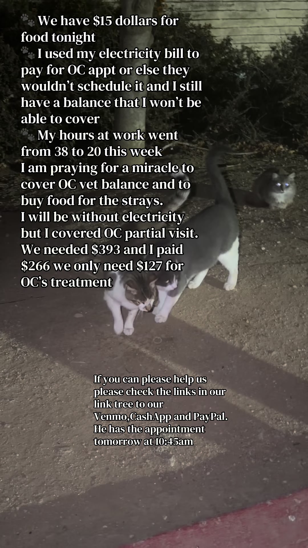 @Purrrrfect Paws Rescue