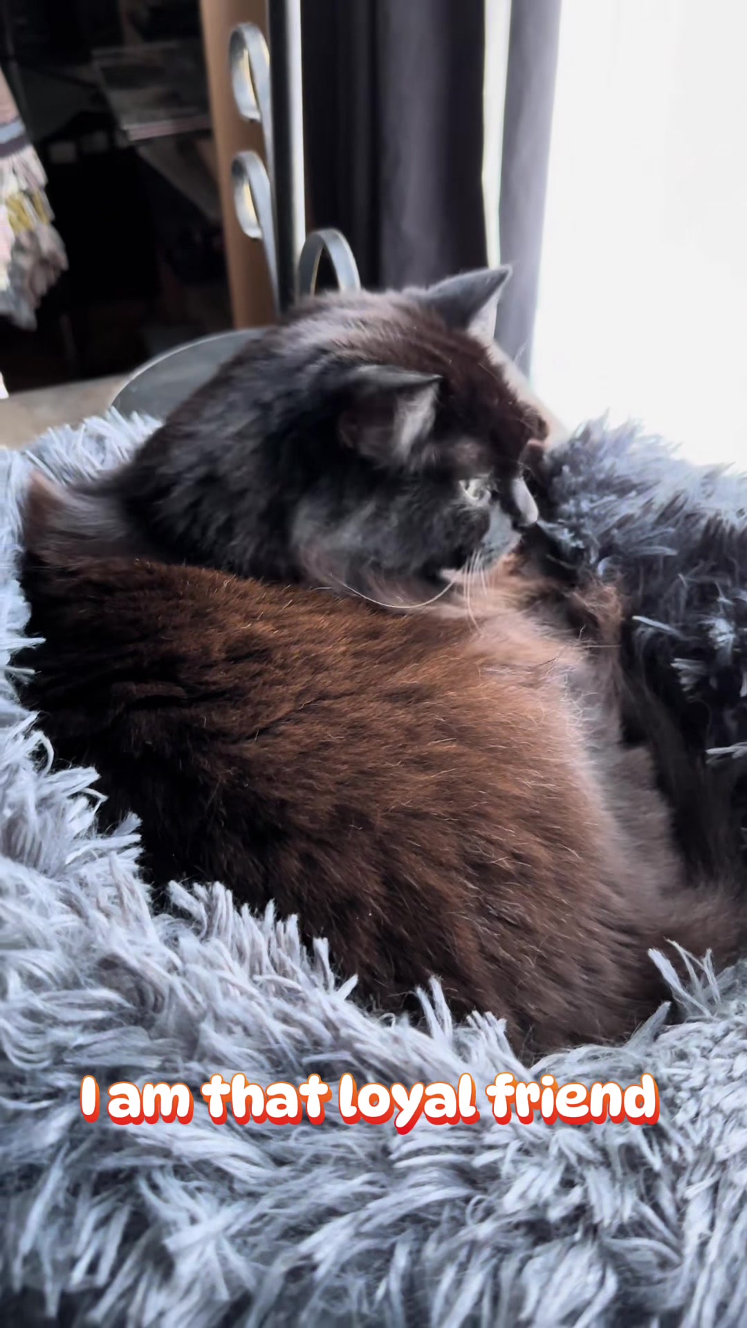 @Sir FluffyButt,the cat🇨🇦🇺🇦