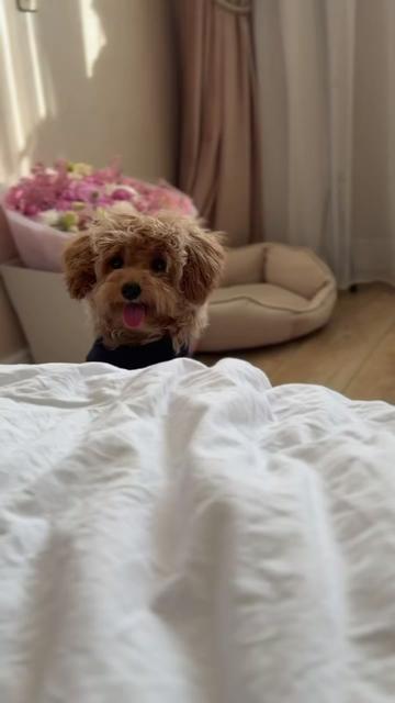 @Maltipoo Puppy Place