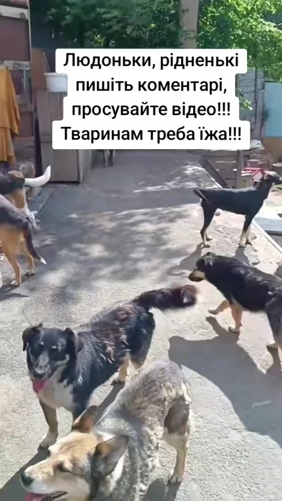 @tvarinkidobra