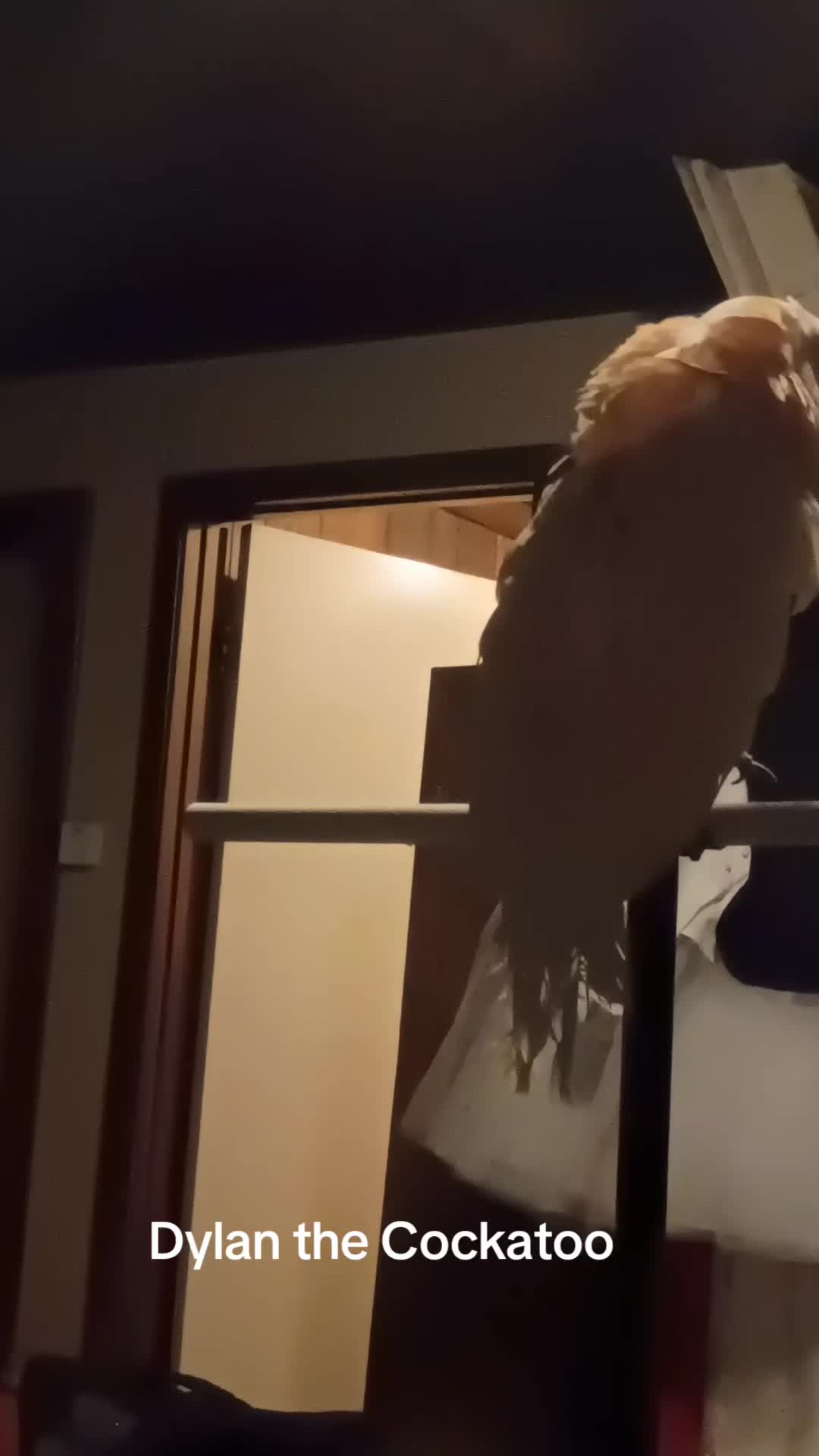@Suzy the Cockatoo