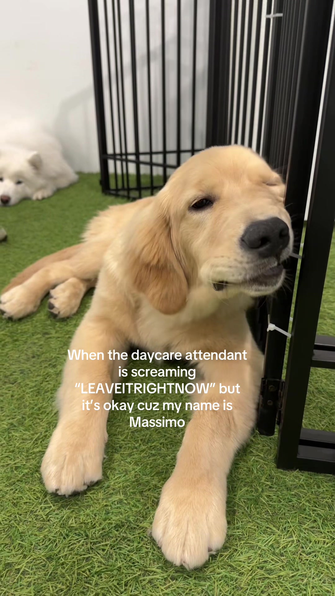 @Camp Canine