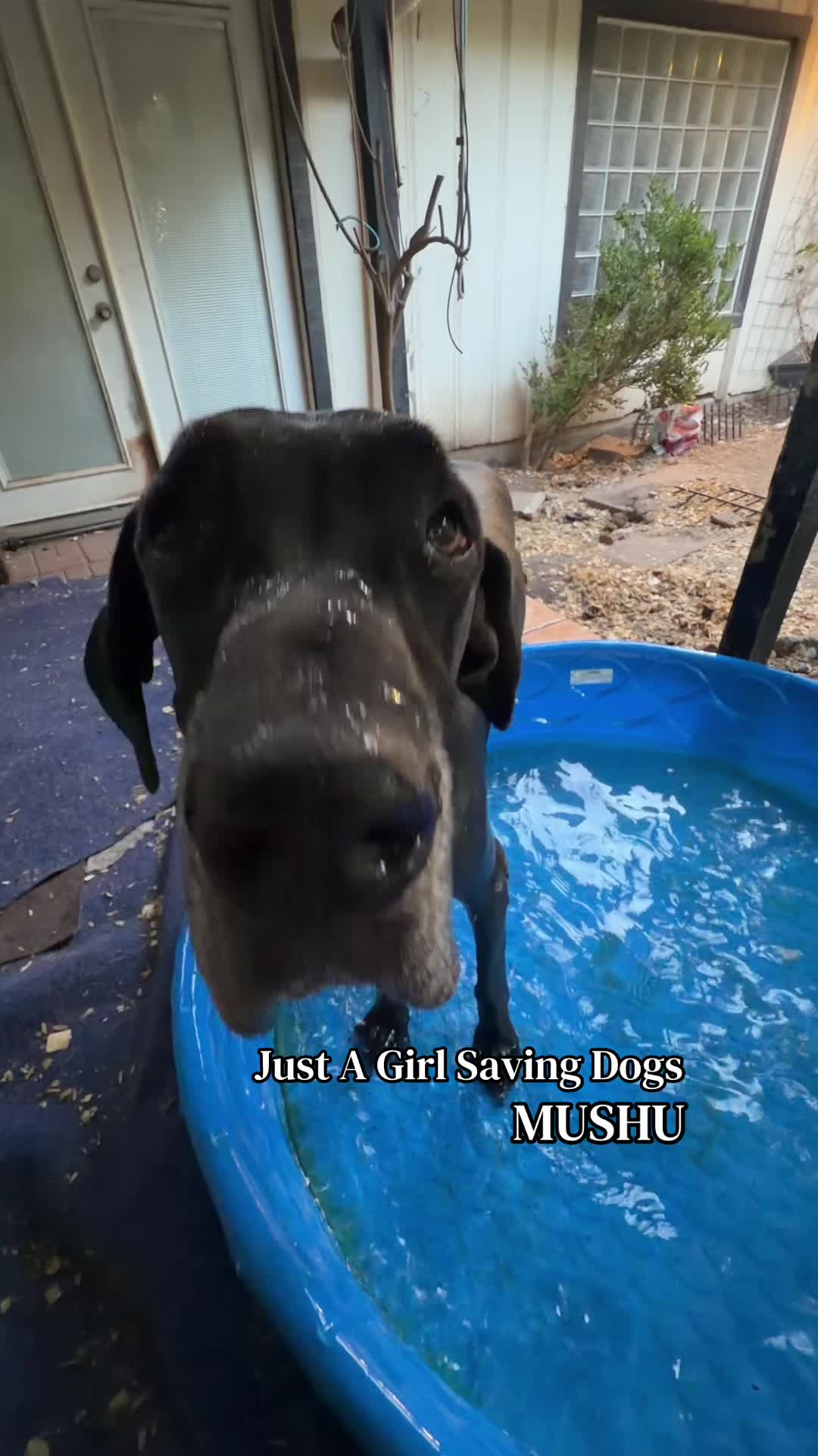 @Just A Girl Saving Dogs