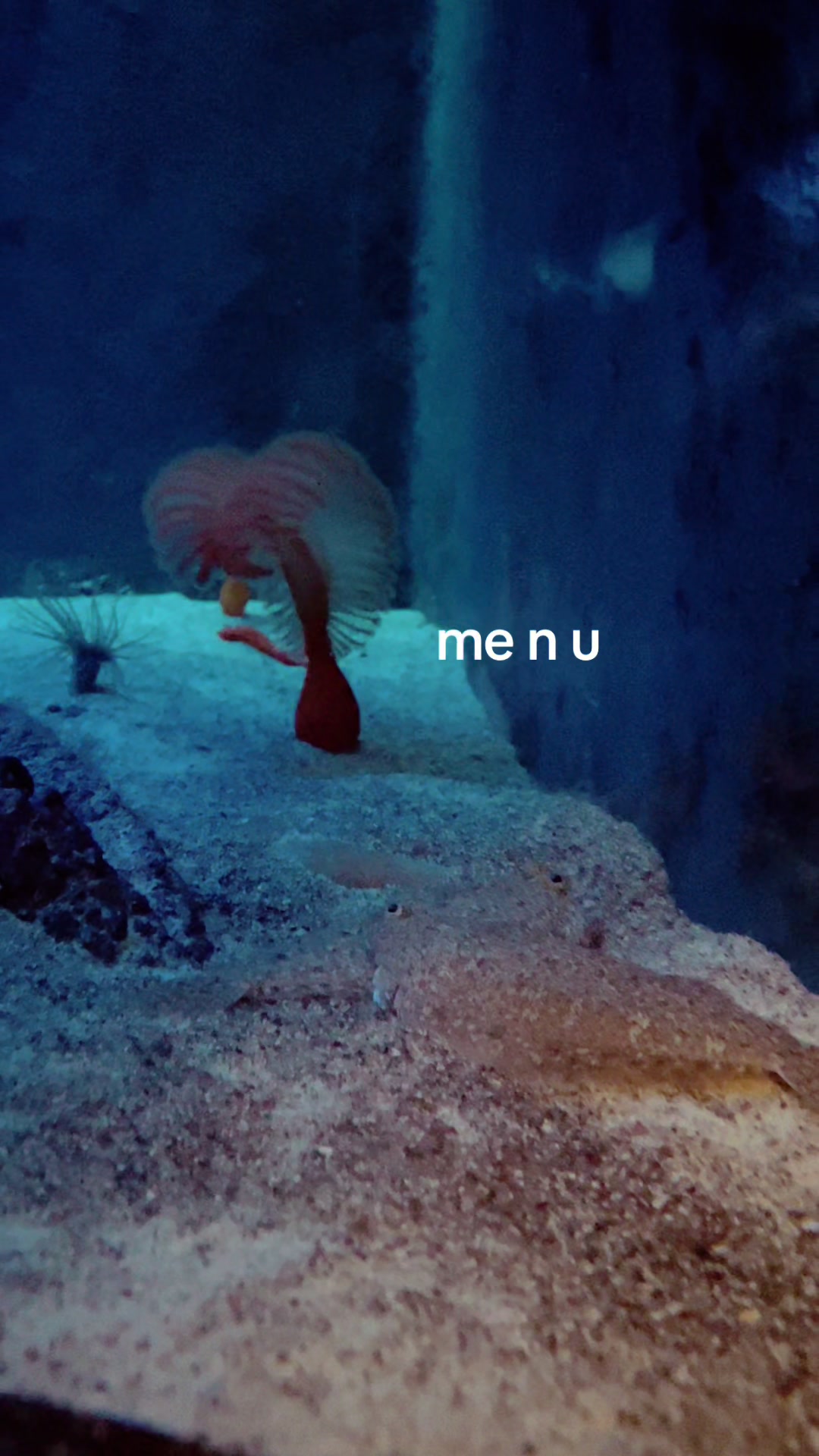 @marinebiotok🪸🤿