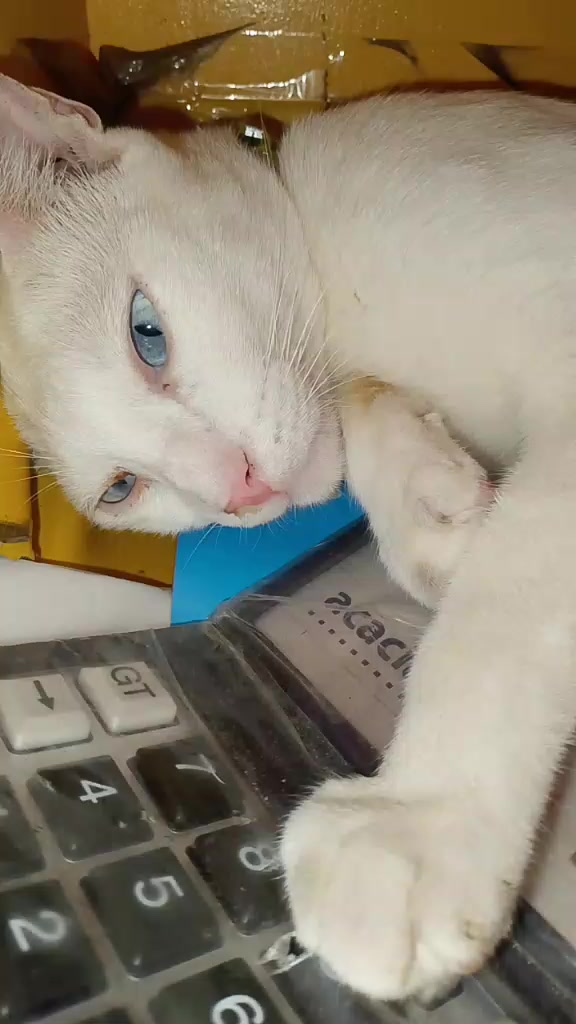 @sny meow🐈
