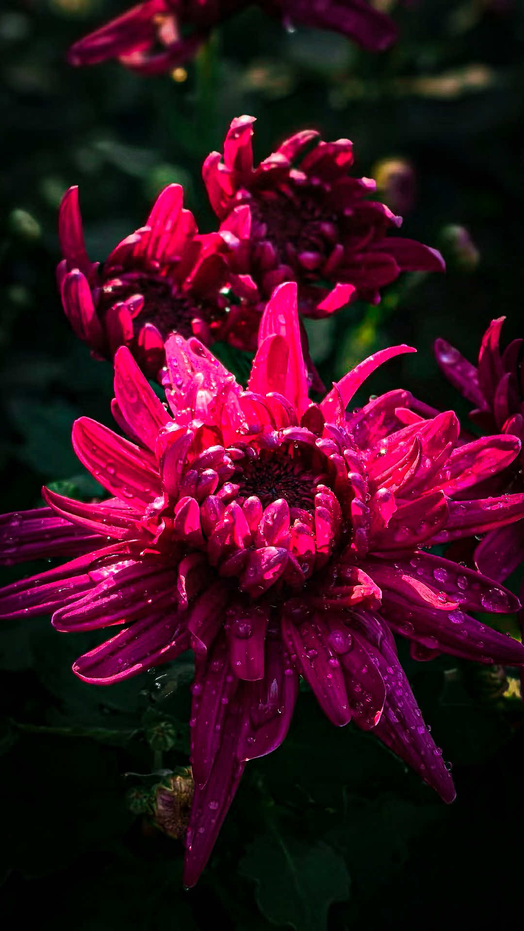 @𝑻𝒂̂𝒏 𝑻𝒉𝒊