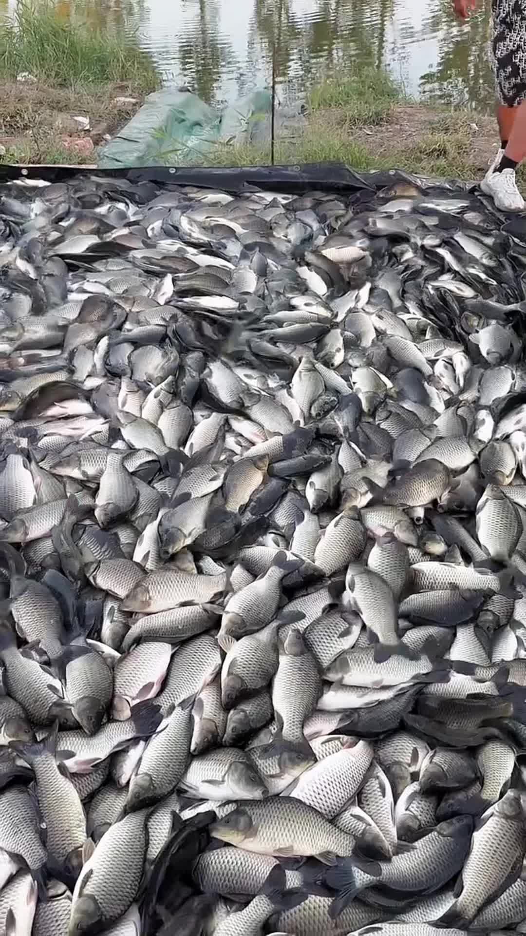@Fishing King