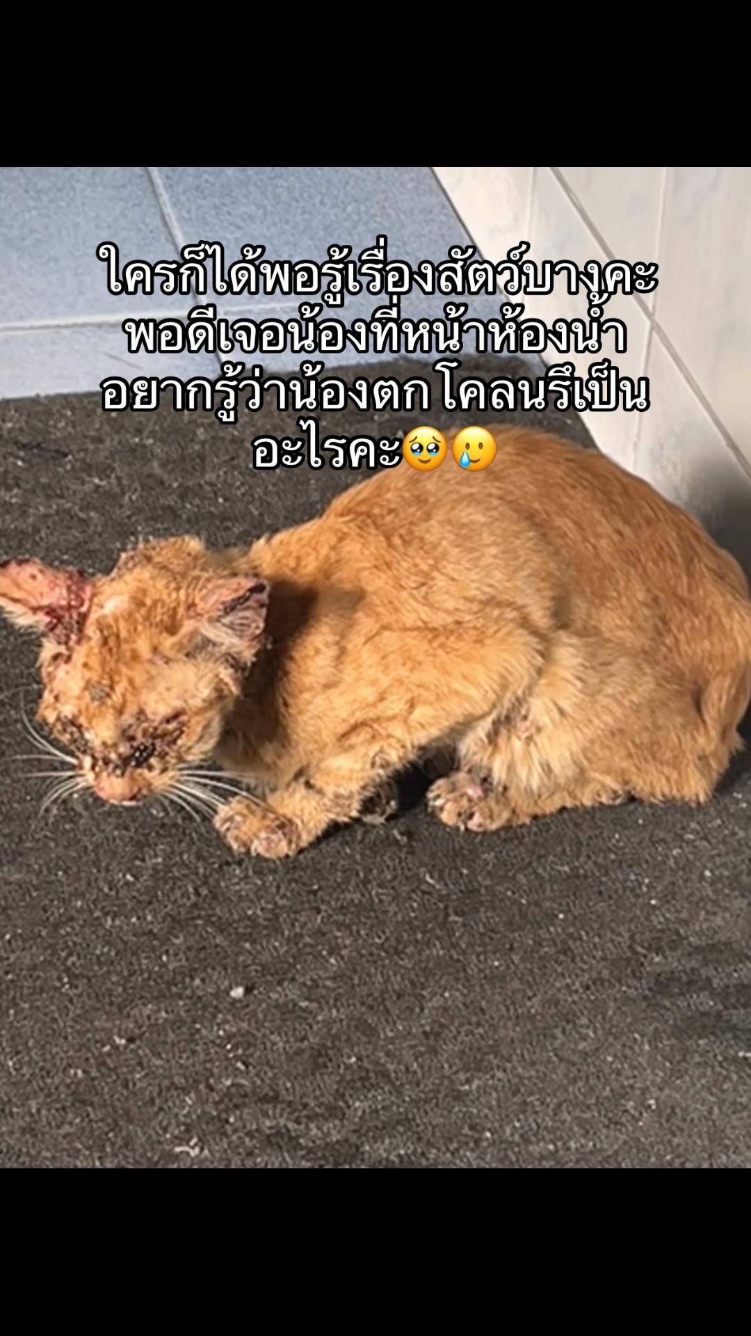 @แพนด้าพังพัง