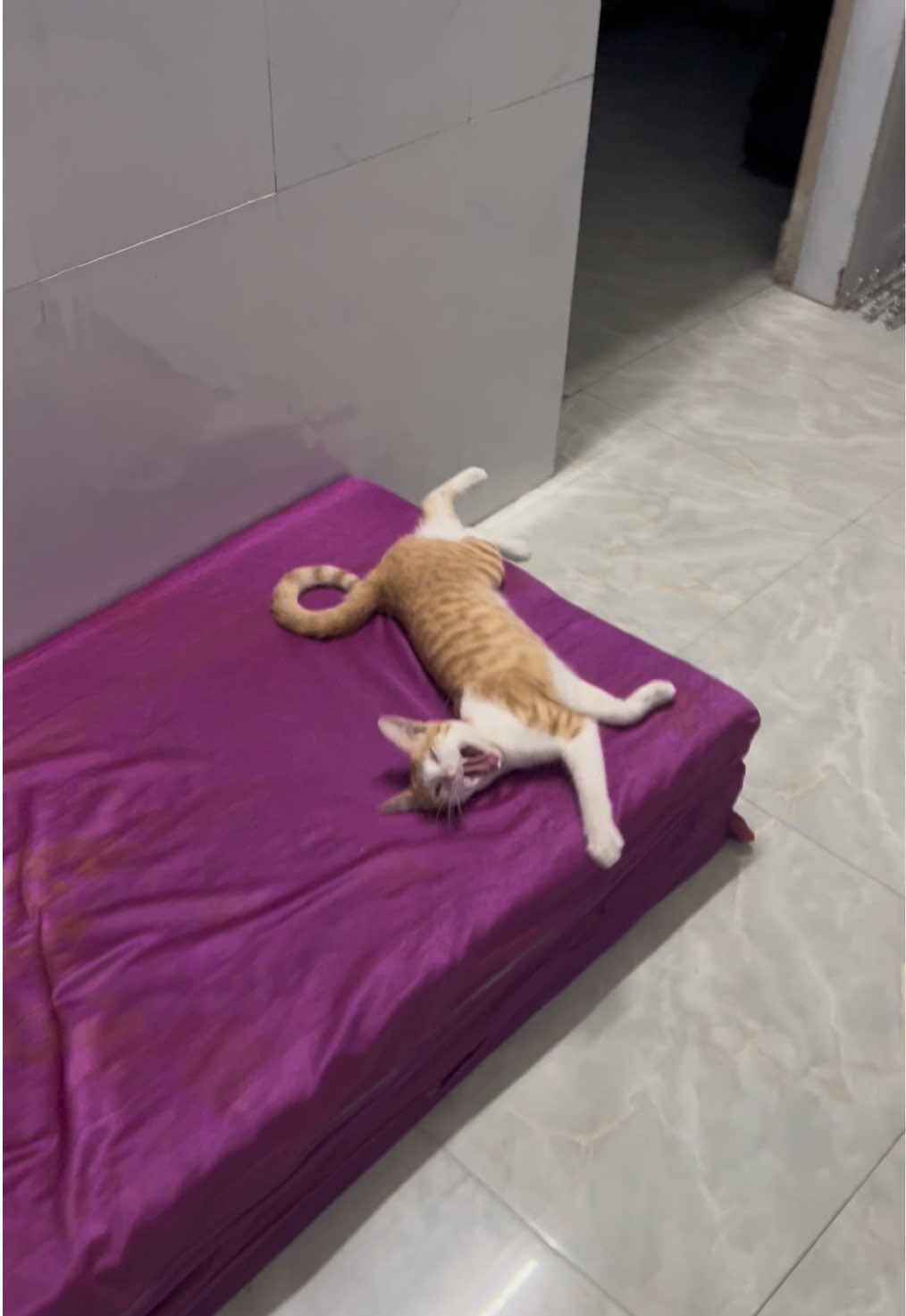 @Ba bé mèo và một bé chó
