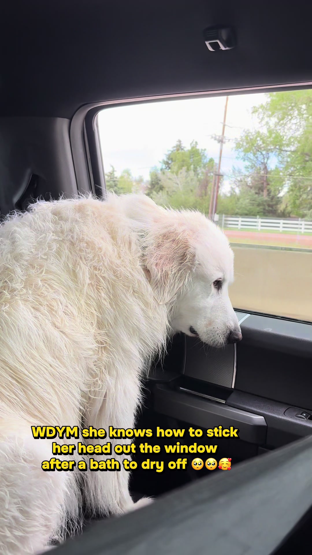 @PeaceLoveandSmudge✌️❤️🐶🌈