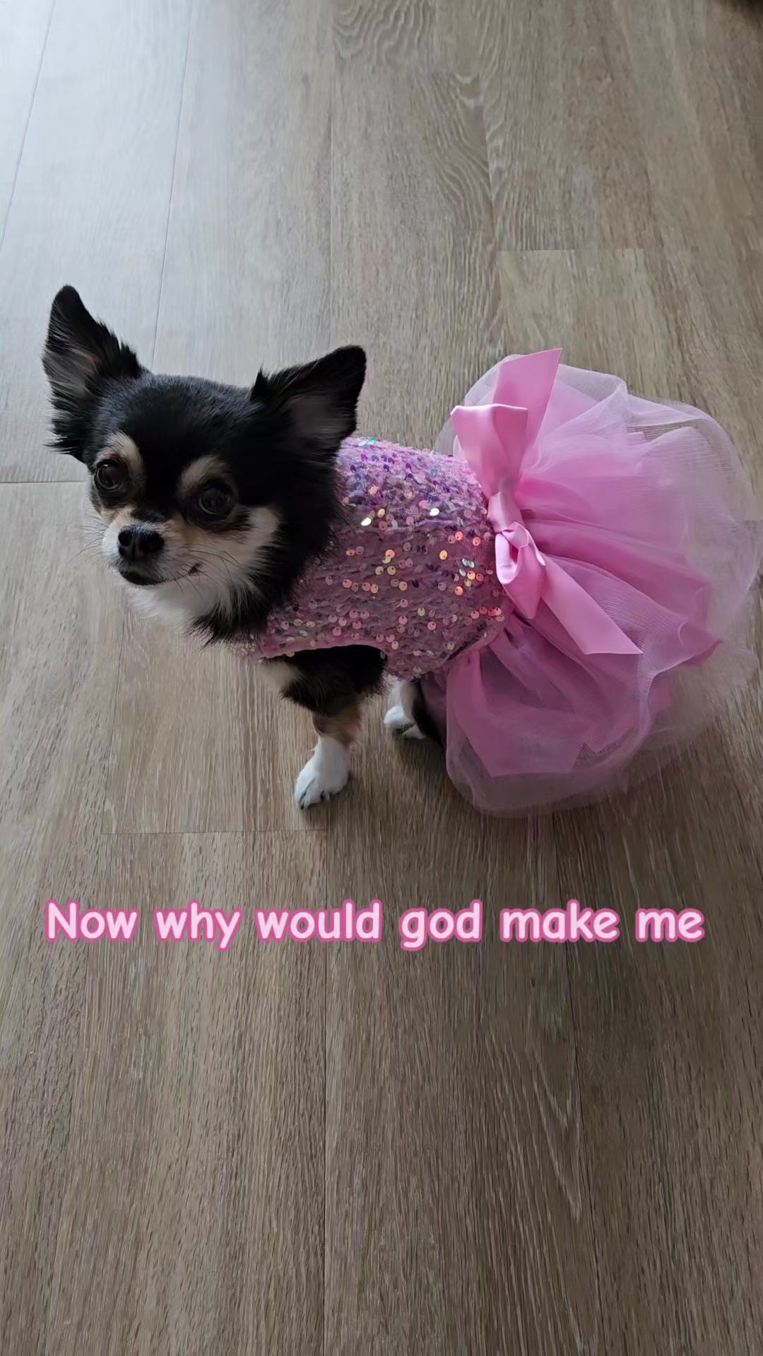 @Pawsha