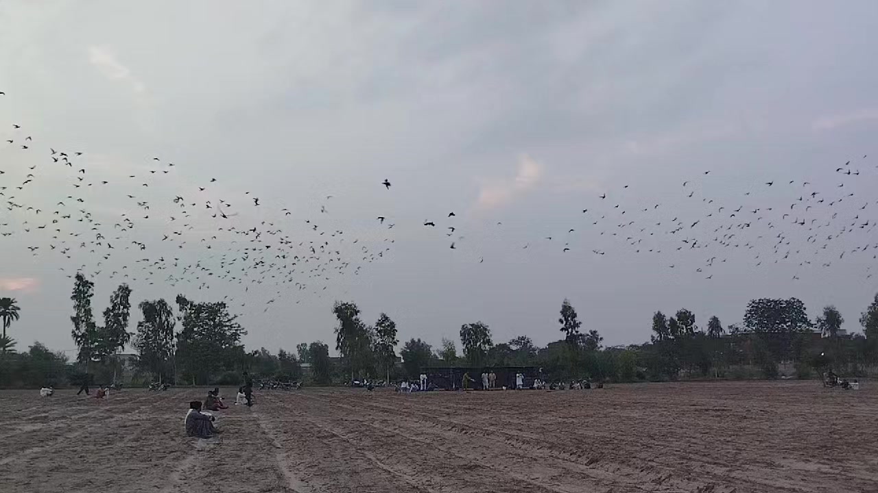 @عدیل رحمن لیہ وال کبوتر باز