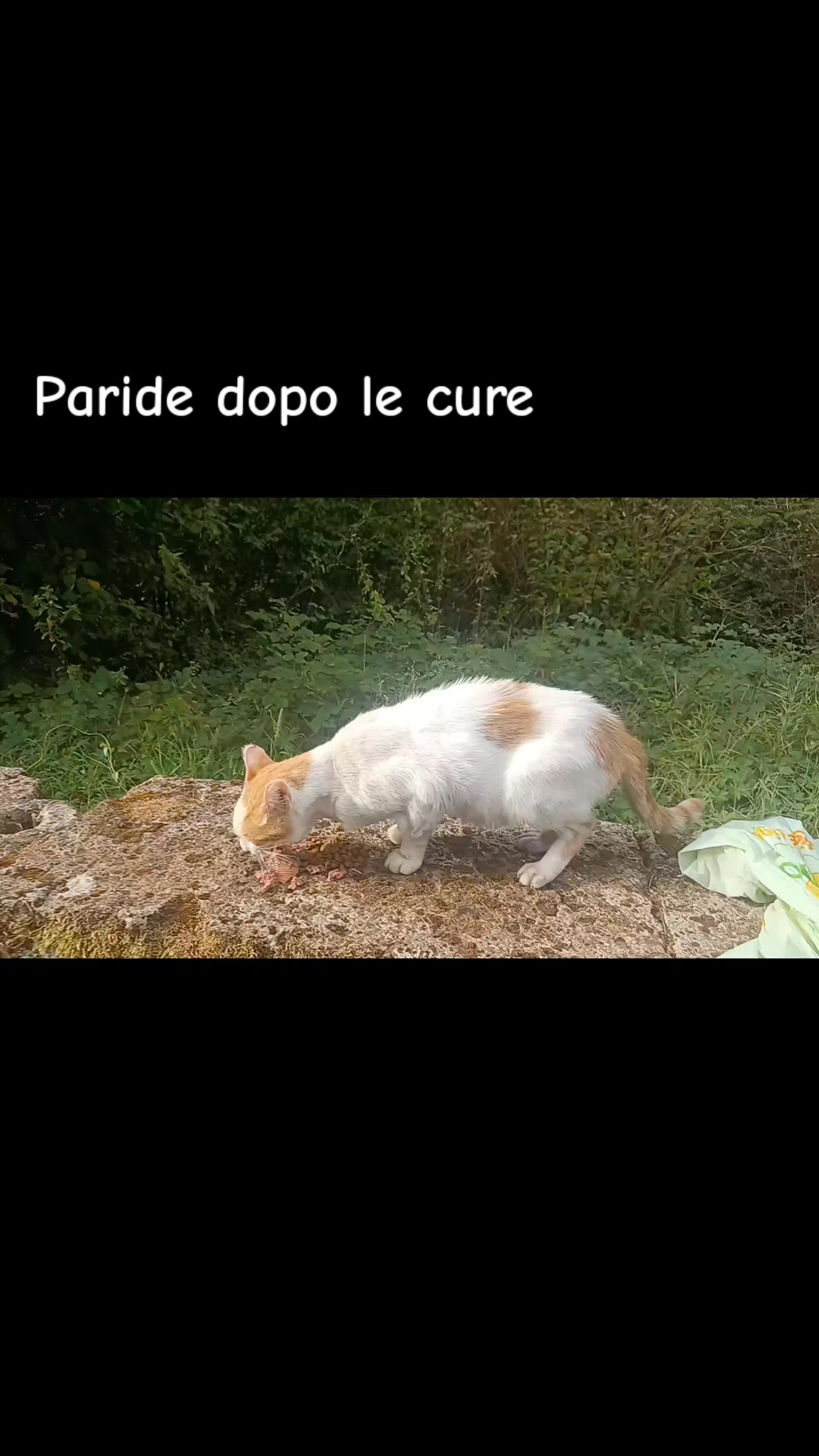 @amica dei gatti