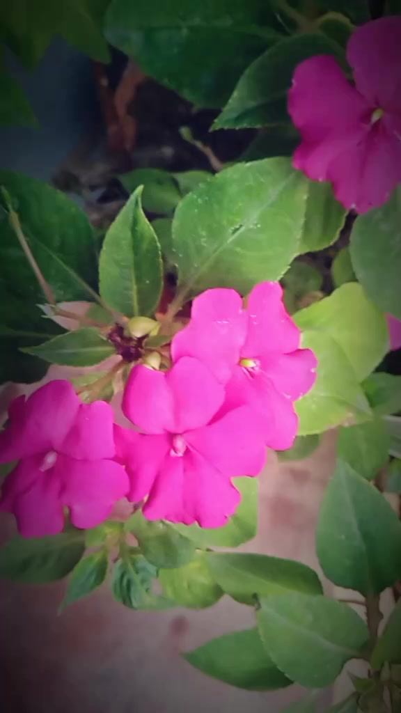 @alishahp