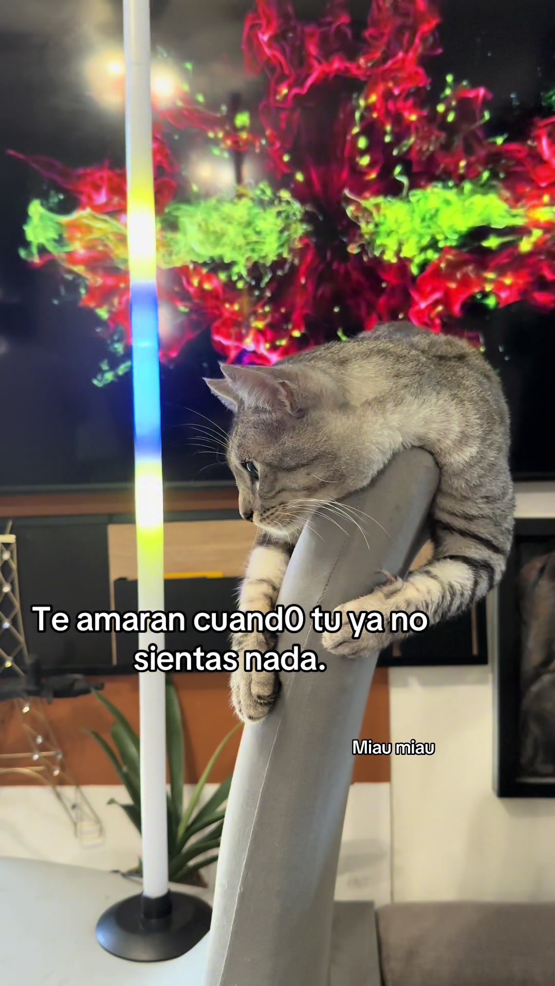 @Rodrigo and Watermelon the cat