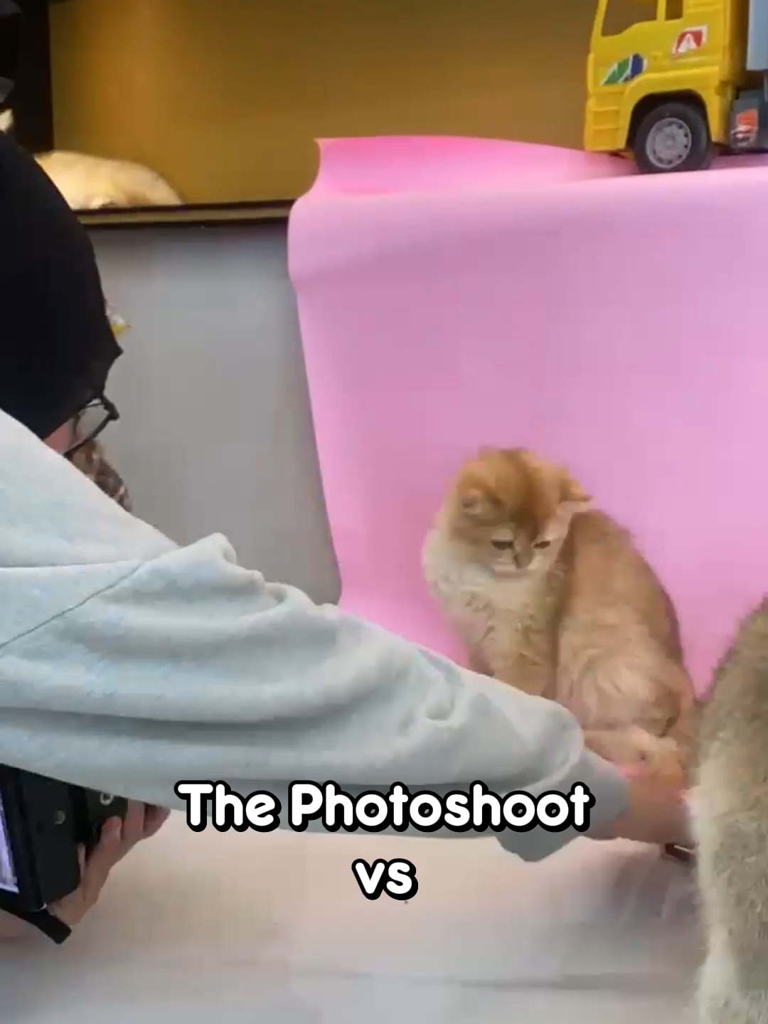 @dutchthebritishcat
