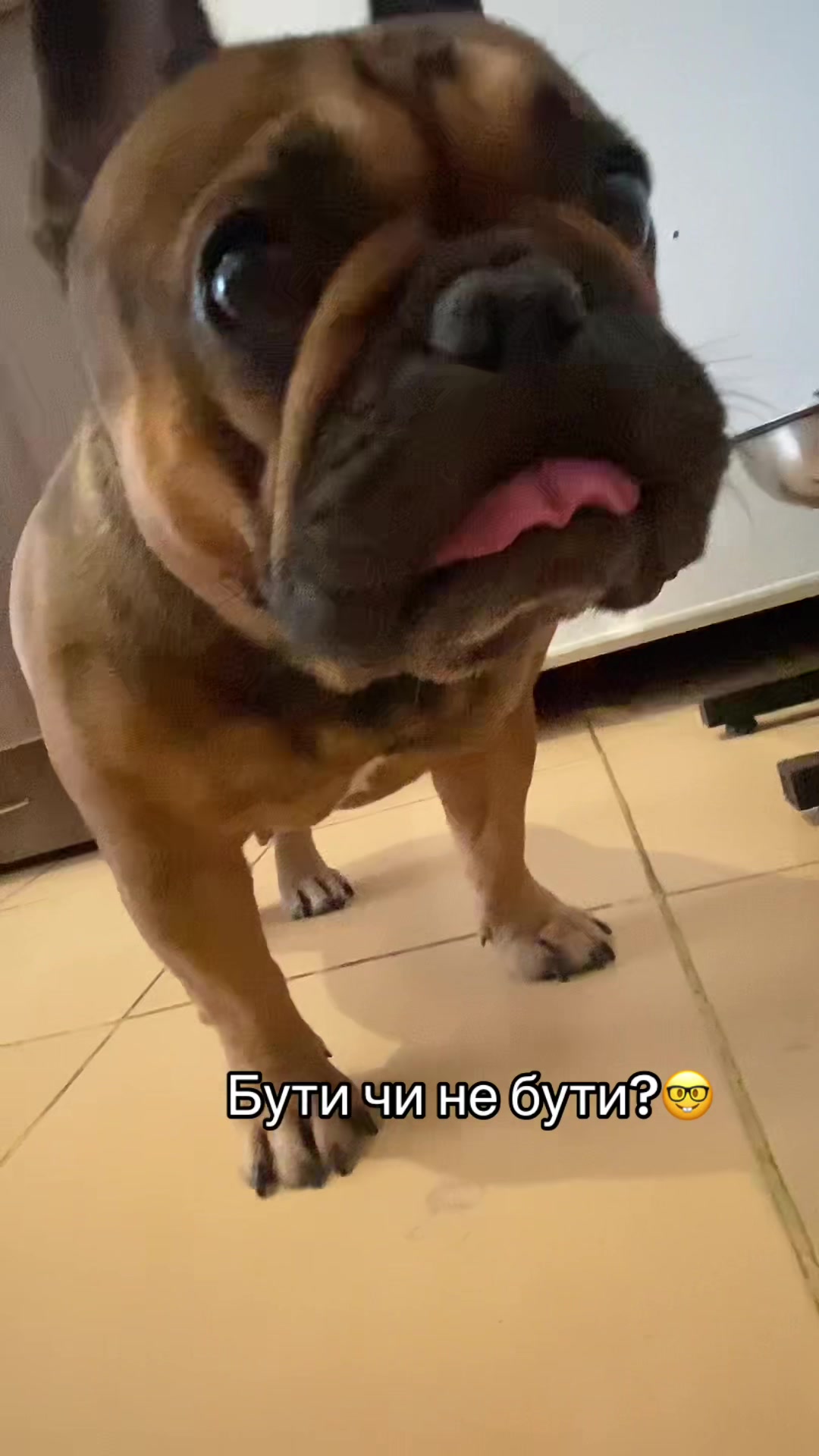 @_holly_bulls_