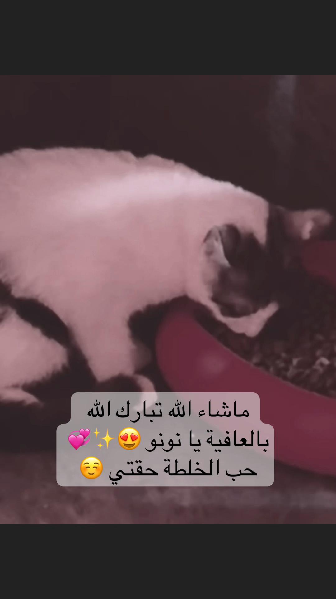 @لولو الحسني🇸🇦🫀