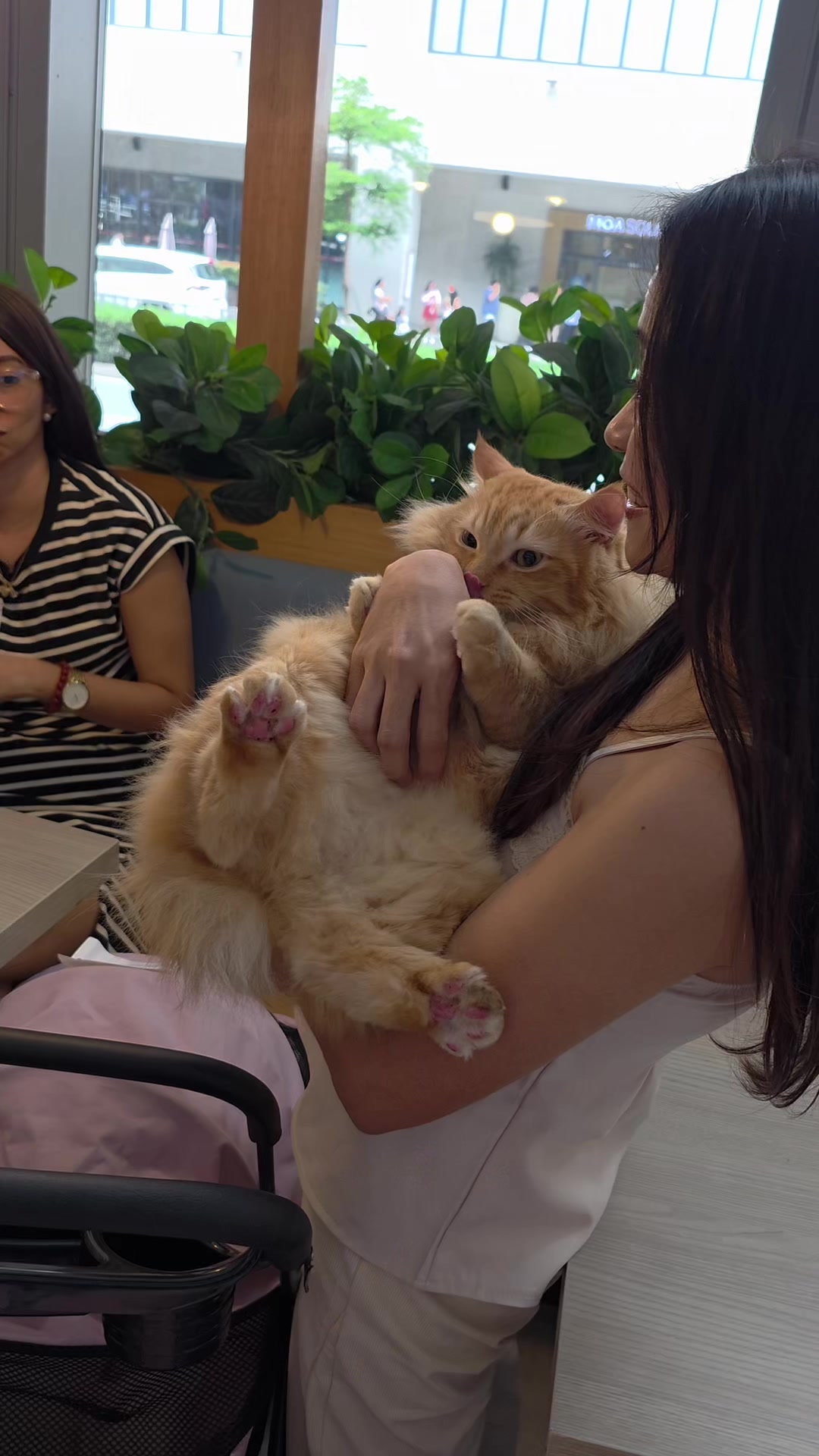 @catsnikath ⋆🐈&zwj;⬛ ྀི