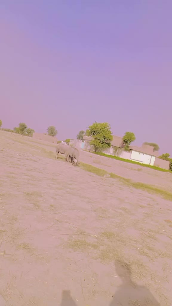 @z jutt
