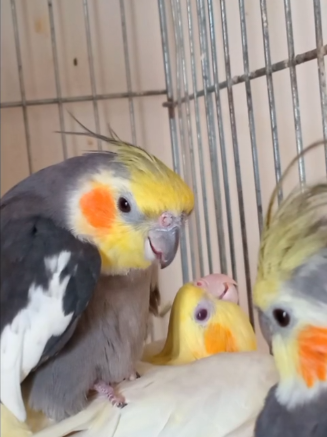 @Budgies108