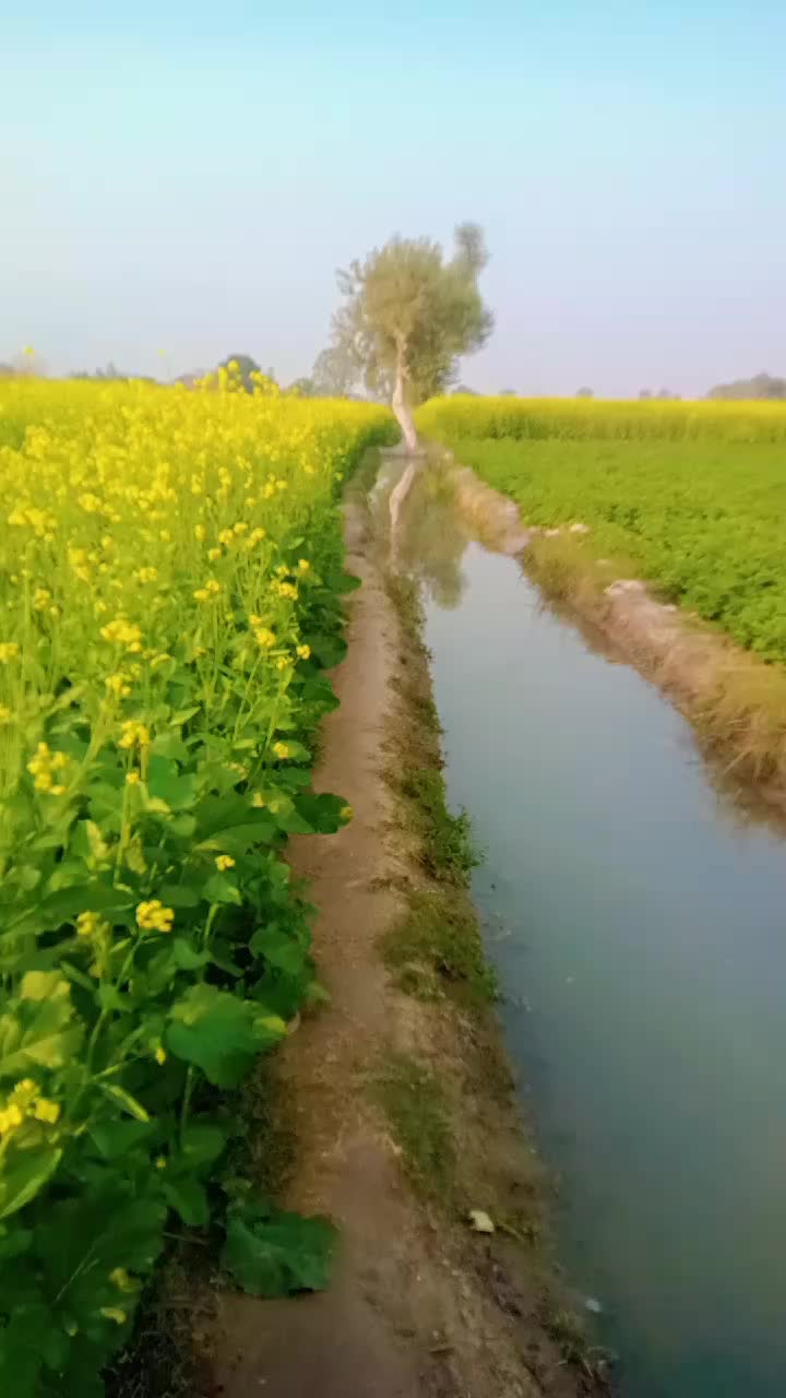 @M.Riaz. Dahar