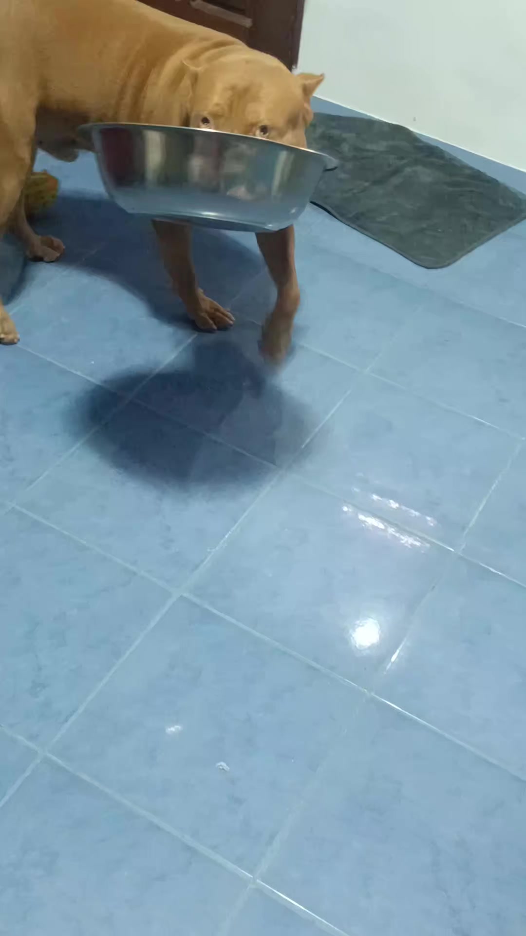 @ISKO THE PITBULL
