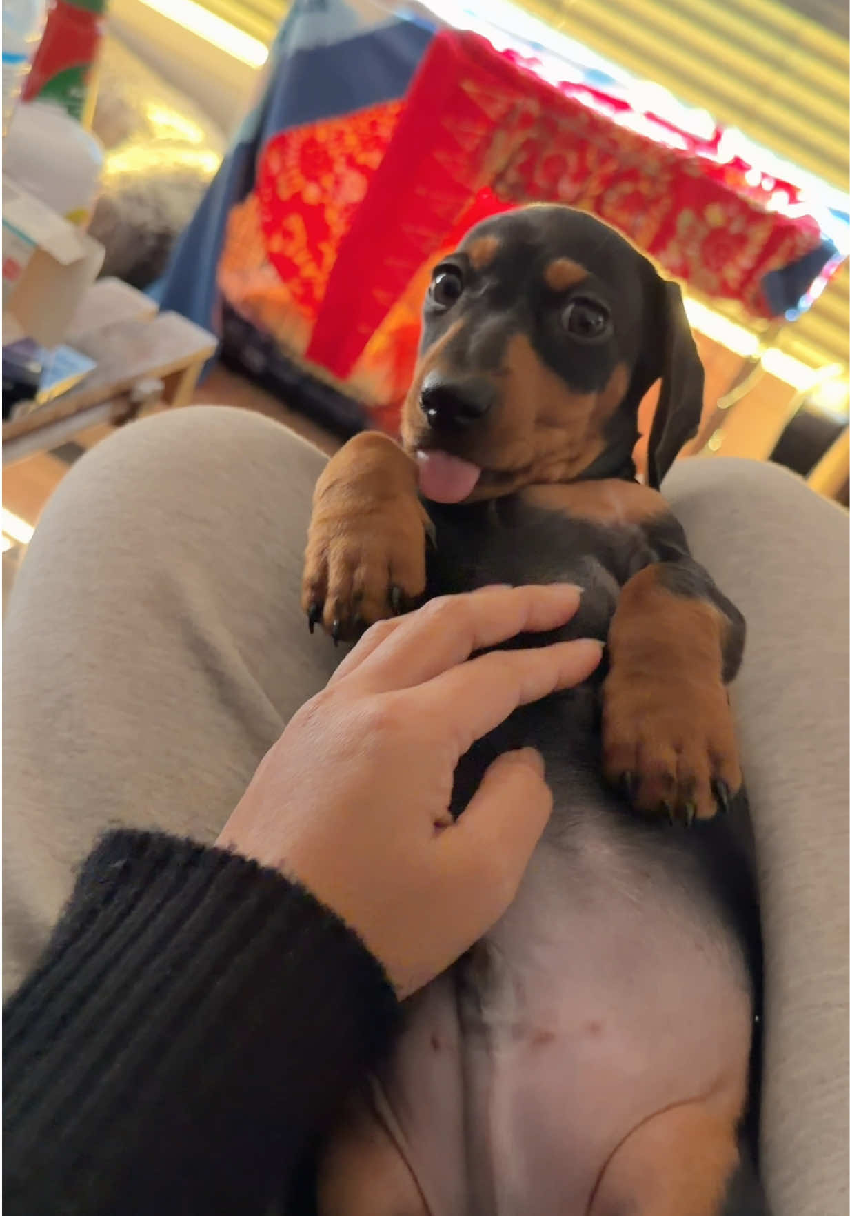 @Nonativespeaker/Babe's mom🐾