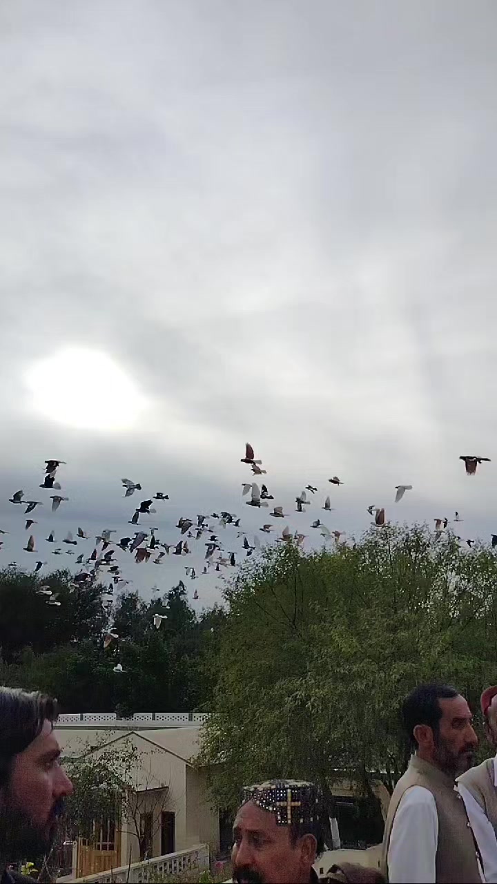 @waheedpegeonLoft
