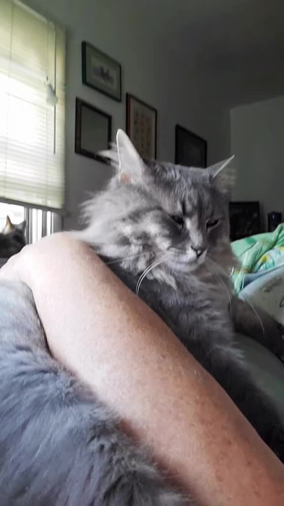 @north_omaha_cat_lady