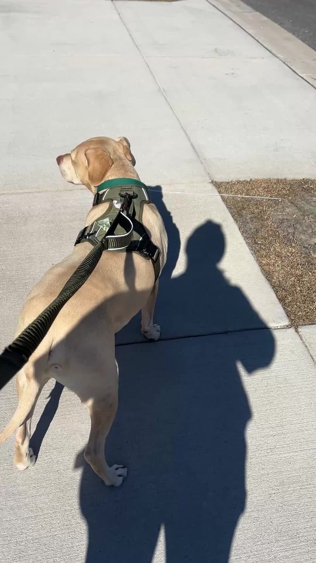 @parkcirclepetconcierge