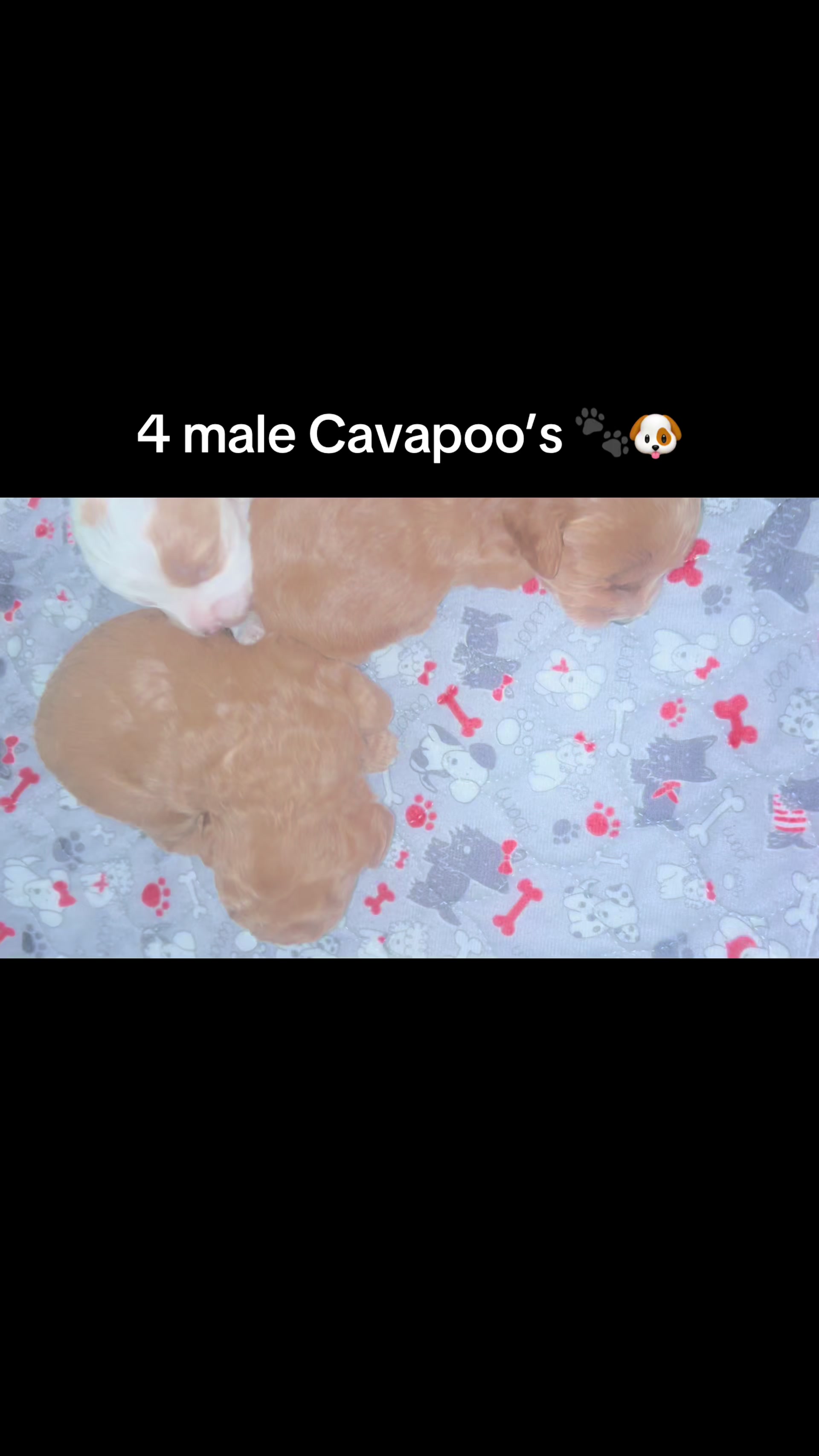 @Shortcake_kennel_2