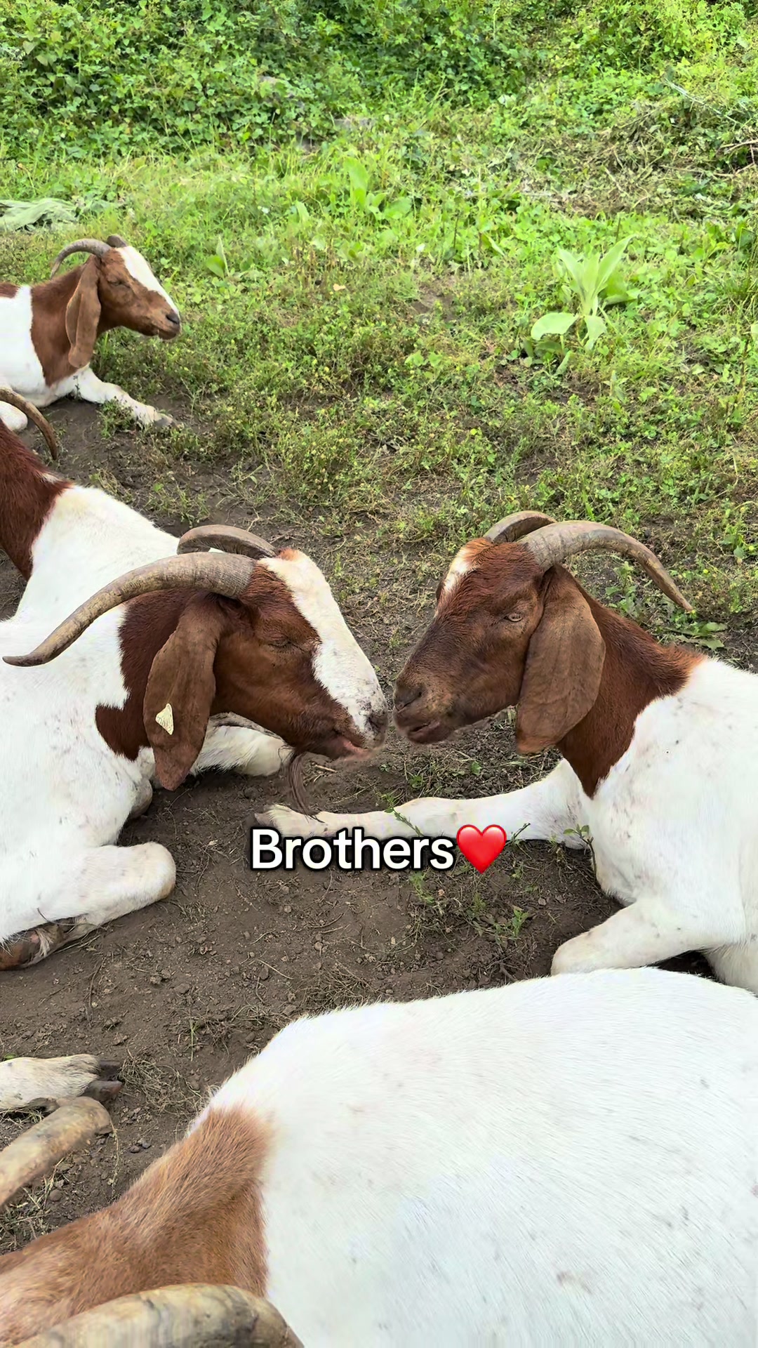 @amazingrazinggoats