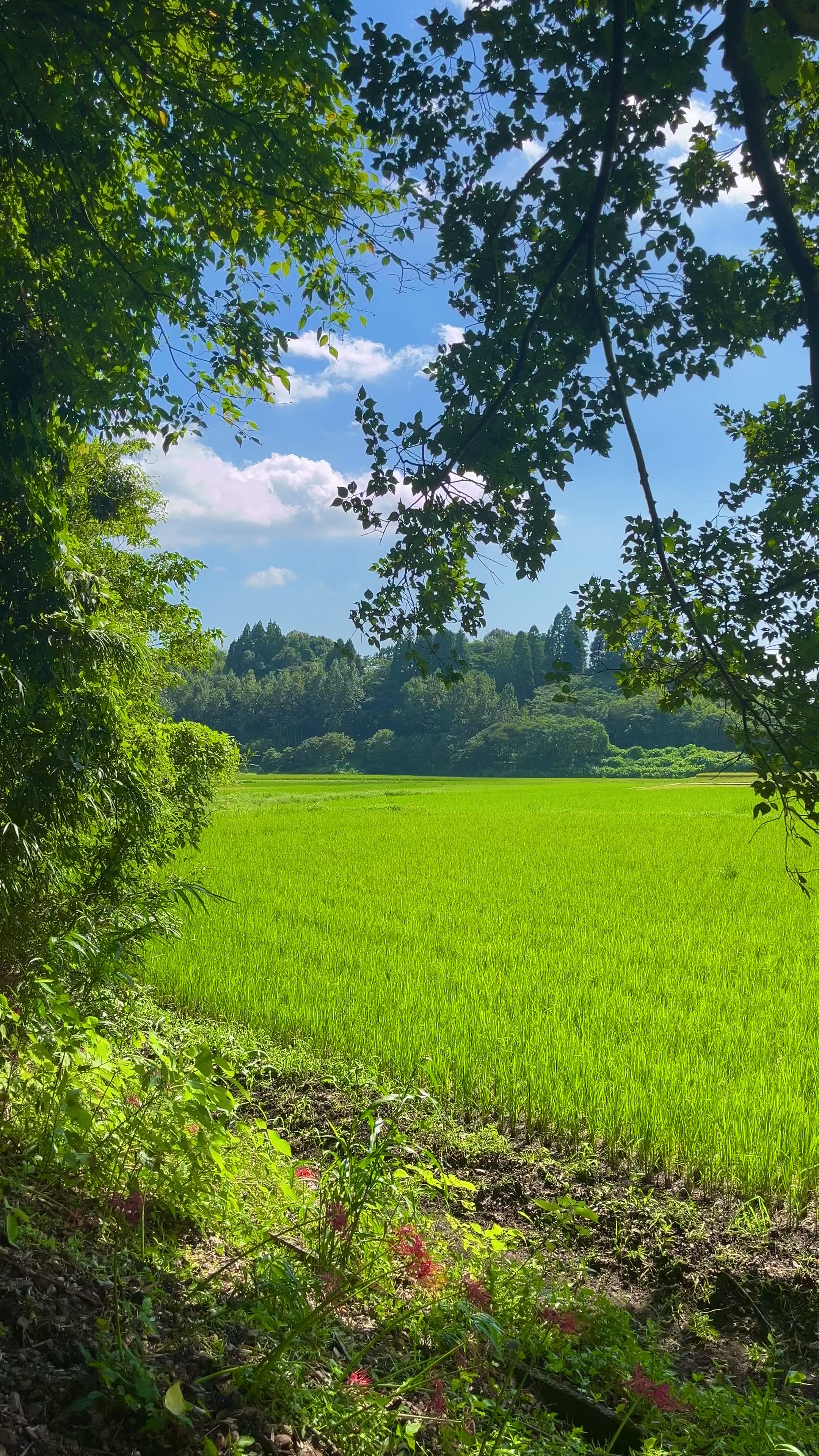 @︎︎夏空