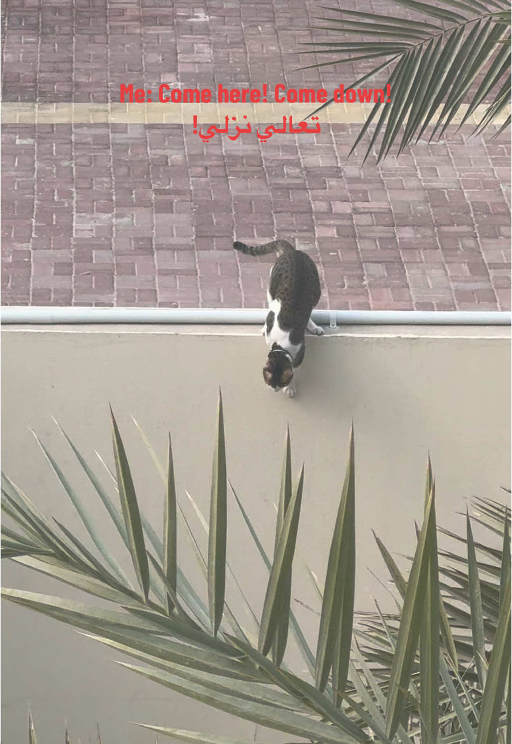 @Mahbooba The Cat