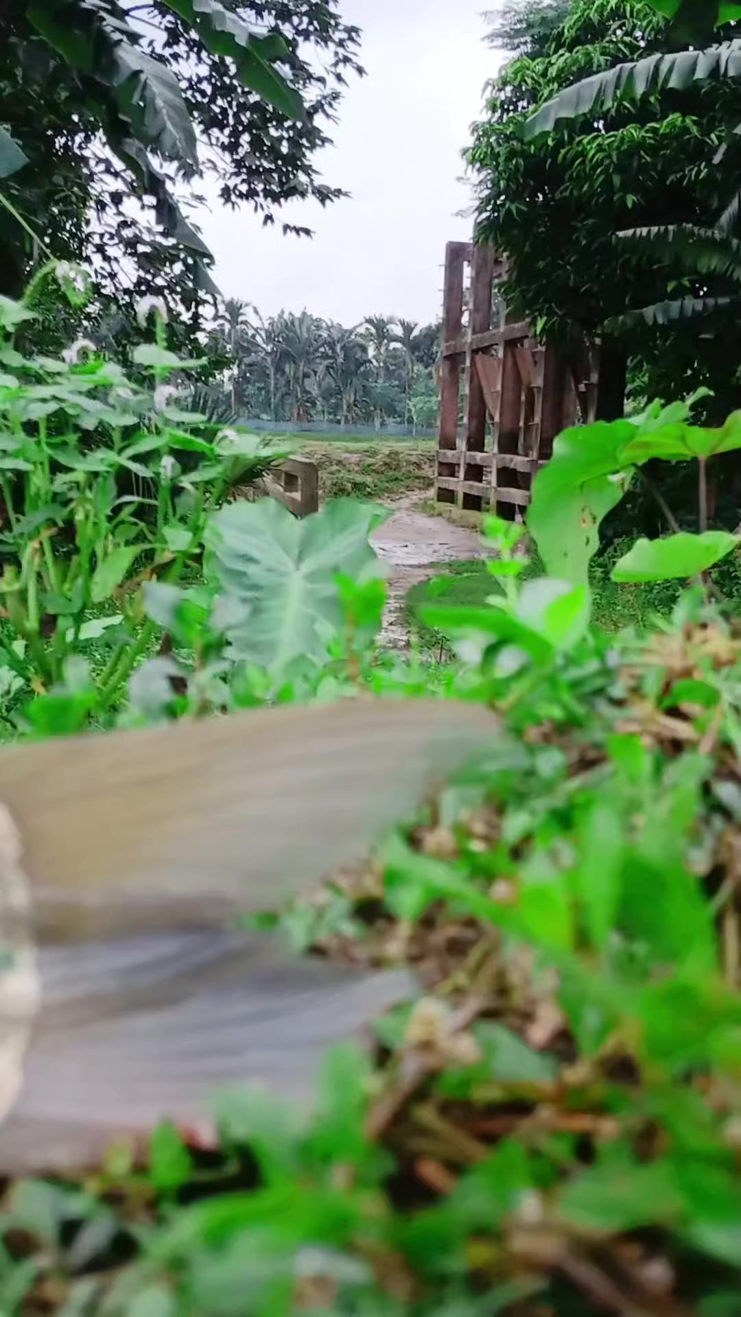 @সুজন মিয়া