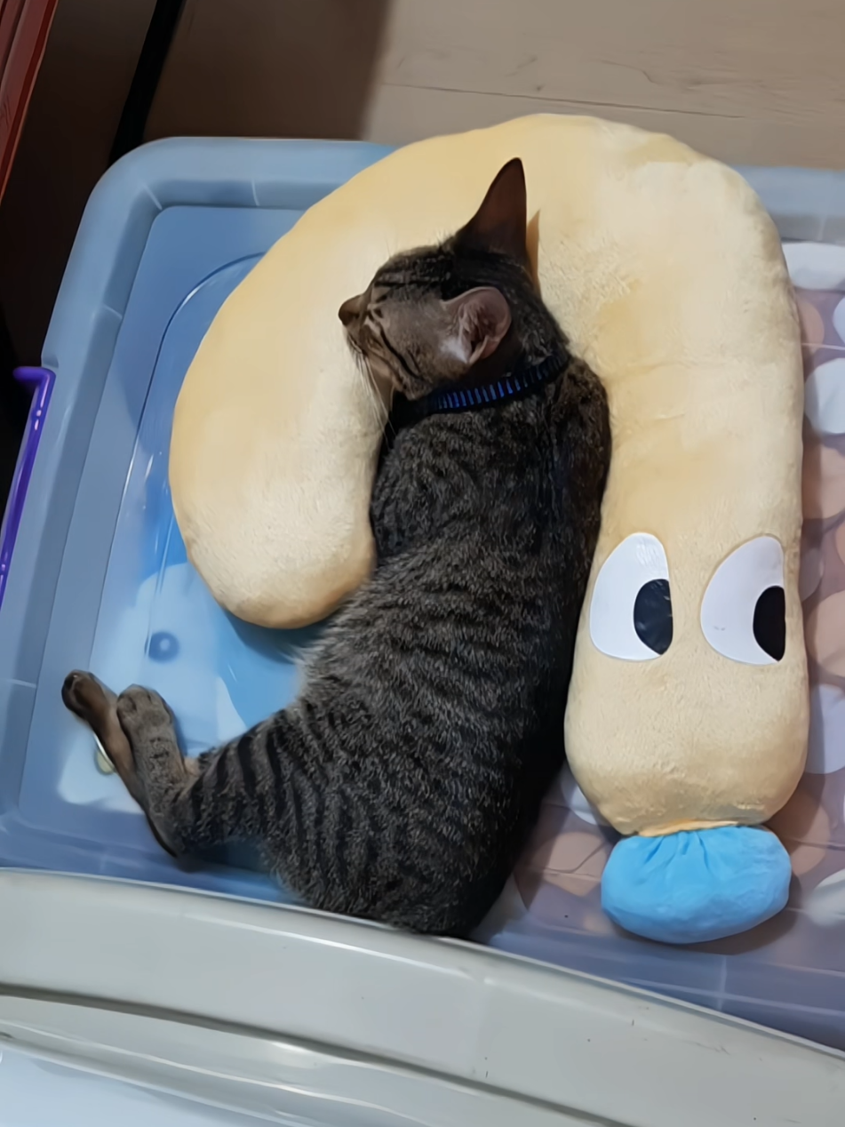 @nikka_mei | dailytabby