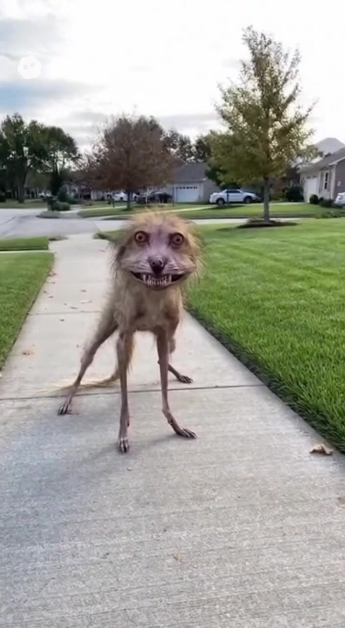 @soarai